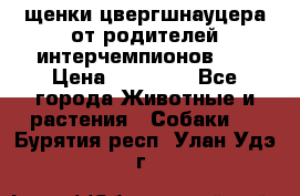 щенки цвергшнауцера от родителей интерчемпионов,   › Цена ­ 35 000 - Все города Животные и растения » Собаки   . Бурятия респ.,Улан-Удэ г.
